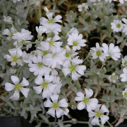 Hopeahärkki - Perennat - 7127 - 1