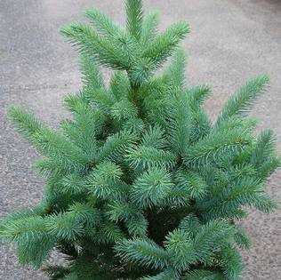 Hopeakuusi Super Blue 60-80 - Havupuut - 61577 - 1