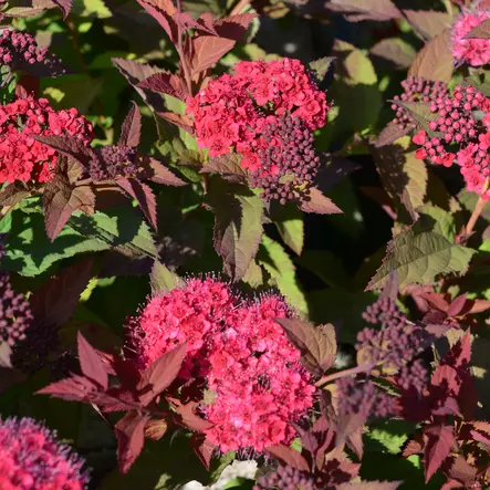 Japaninangervo Double Play Doozie - Koristepensaat - 46767 - 2