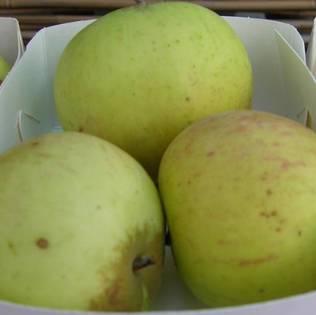 Kesäomena Astrakan Iso Kuulas - Omenapuut - 1017 - 1