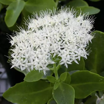 Komeamaksaruoho Stardust - Perennat - 75337 - 1