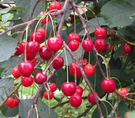 Pensaskirsikka Carmine Jewel rungolla - Kirsikkapuut - 13827 - 1