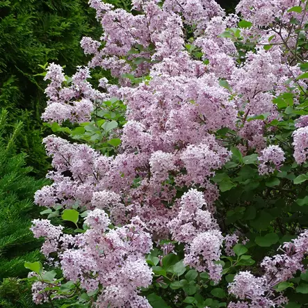 Pikkusyreeni Pink Perfume rungolla - Koristepuut - 47147 - 1