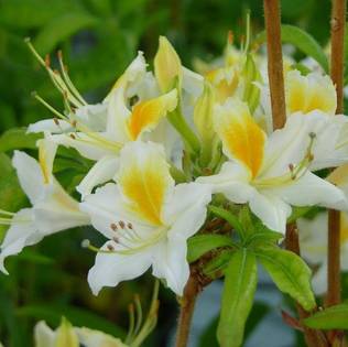 Puistoatsalea Illusia - Alppiruusut ja atsaleat - 35417 - 1