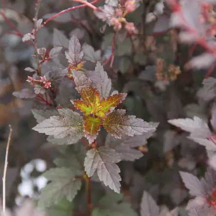 Purppuraheisiangervo Little Joker - Koristepensaat - 46067 - 2