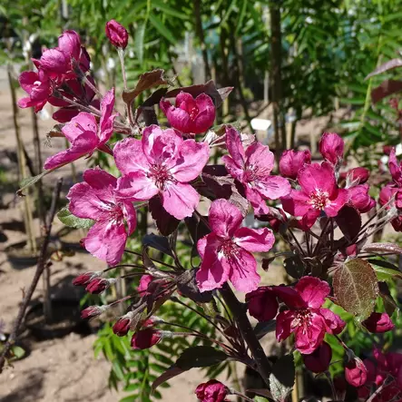 Purppuraomenapuu Linnanmäki - Koristepuut - 4347 - 1