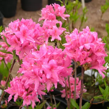 Revontuliatsalea Rosy Lights - Alppiruusut ja atsaleat - 3507 - 1