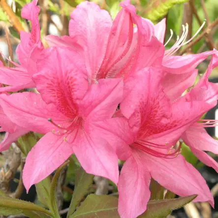 Revontuliatsalea Rosy Lights - Alppiruusut ja atsaleat - 3507 - 2