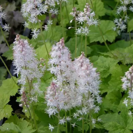 Rönsytiarella - Perennat - 7557 - 1