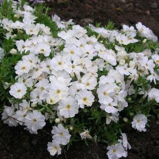 Sammalleimu White Delight - Perennat - 74217 - 1