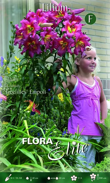 Puulilja Empoli 2 kpl/pkt - Liljat - 8711554818387 - 1