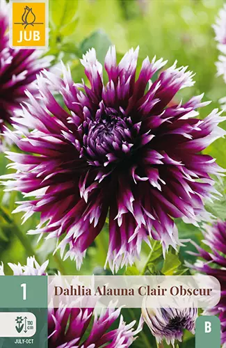 Daalia Alauna Clair-Obscur 1 kpl/pkt - Daaliat - 8712438612527 - 1