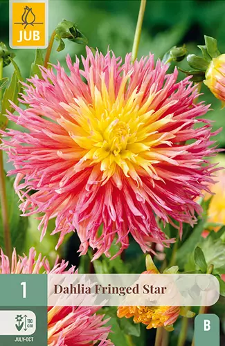 Daalia Fringed Star 1 kpl/pkt - Daaliat - 8720873000847 - 1