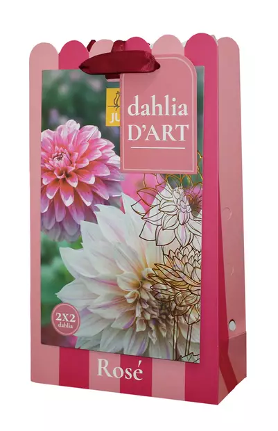 Daalia Rose 4 kpl/pkt - Daaliat - 8720873001547 - 1