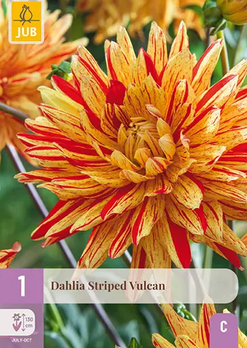 Daalia Striped Vulcan 1 kpl/pkt - Daaliat - 8712438990557 - 1