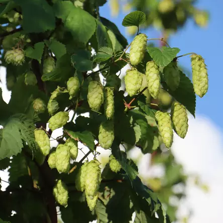 Humala Peräkorpi-Nisu - Köynnöskasvit - 51397 - 1