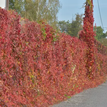 Imukärhivilliviini Red Wall - Köynnöskasvit - 51837 - 2