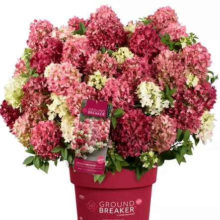 Japaninhortensia Groundbreaker Ruby C3 - Koristepensaat - 45927 - 1