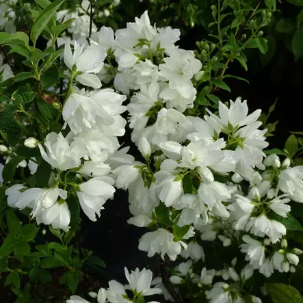 Kameliajasmike Snowbelle - Koristepensaat - 46127 - 1