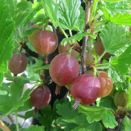 Karviainen Spinefree - Herukat ja karviaiset - 21177 - 1