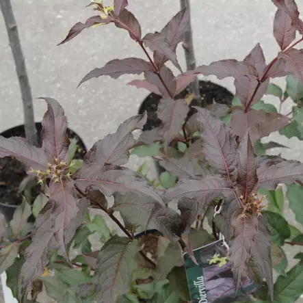 Lamovuohenkuusama Diva - Koristepensaat - 45527 - 1