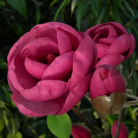 Magnolia Black Tulip - Koristepensaat - 42957 - 1