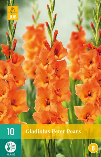 Miekkalilja Peter Pears 10 kpl/pkt - Miekkaliljat - 8712438617157 - 3