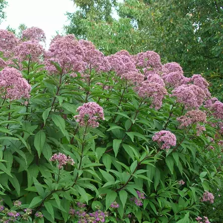 Purppurapunalatvio - Perennat - 7207 - 1