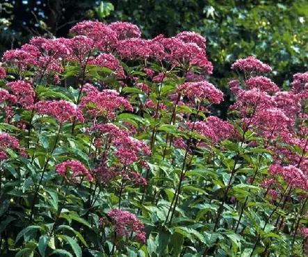 Purppurapunalatva - Perennat - 7207 - 1