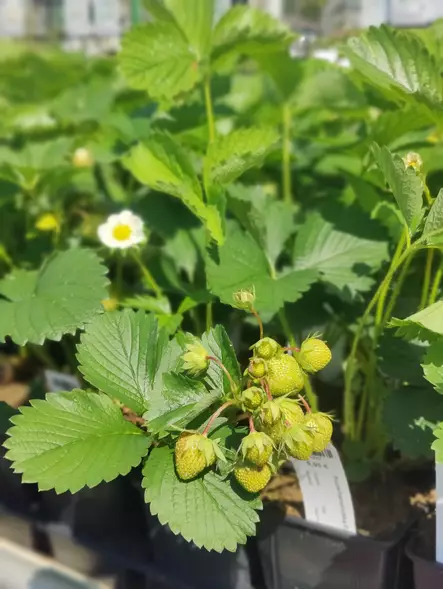 Puutarhamansikka Falco ø9 cm - Marjapensaat ja viiniköynnökset - 21847 - 1