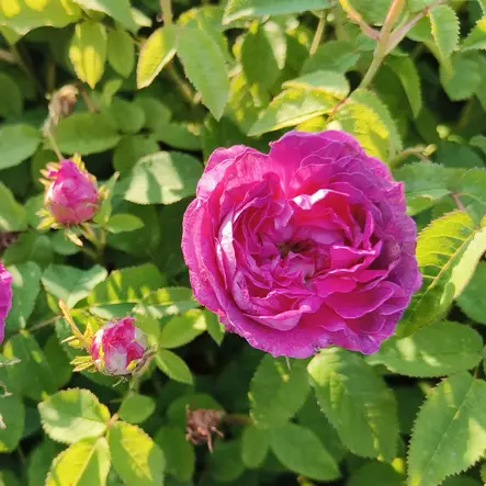 Ranskanruusu Belle de Crezy omaj. - Puistoruusut - 24877 - 1