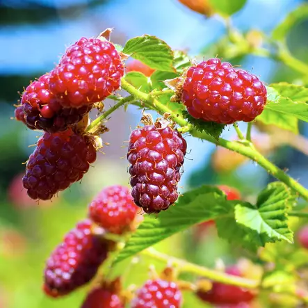 Teivadelma Tayberry - Vadelmat - 21677 - 1