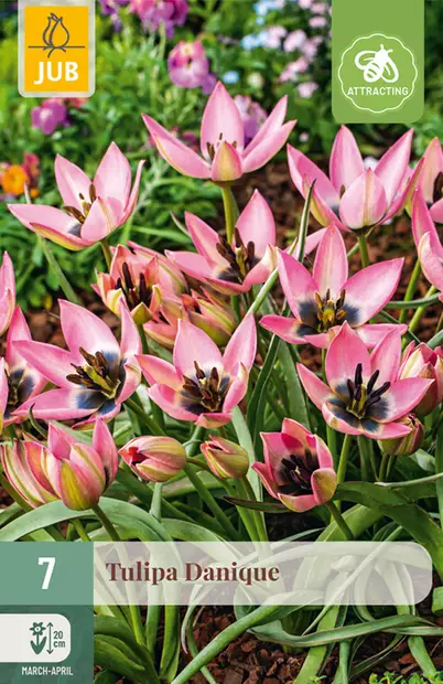 Tulppaani Danique 7 kpl/pkt - Tulppaanit - 8712438997877 - 1