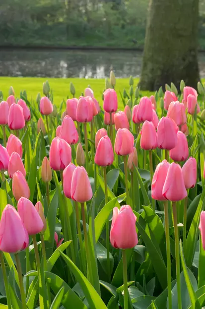Tulppaani Pink Impression 6 kpl/pkt - Tulppaanit - 8711148318187 - 1