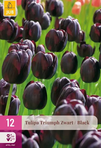 Tulppaani Triumph Black 12 kpl/pkt - Tulppaanit - 8712438998157 - 1