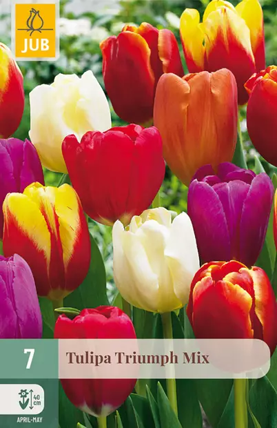 Tulppaani Triumph mix 7 kpl/pkt - Tulppaanit - 8712438503757 - 1
