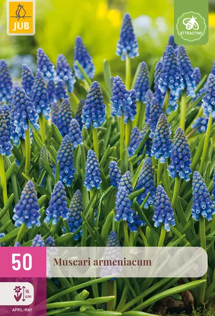 Tummahelmililja 50 kpl/pkt - Liljat - 8712438543807 - 1