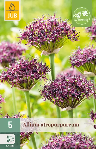 Viinilaukka Atropurpureum 5 kpl/pkt - Laukat - 8712438517037 - 1