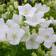 Karpaattienkello White Clips - Perennat - 71107 - 1
