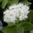 Komeamaksaruoho Stardust - Perennat - 75337 - 1