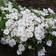 Sammalleimu White Delight - Perennat - 74217 - 1