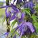 Tarha-alppikärhö Blue Surprise - Köynnöskasvit - 50527 - 2