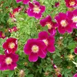 Tarhapimpinellaruusu Red Nelly - Puistoruusut - 2677 - 1