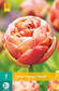 Tulppaani Copper Image 5 kpl/pkt - Tulppaanit - 8712438982507 - 2