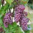 Viiniköynnös Somerset Seedless - Viiniköynnökset - 22767 - 1