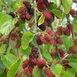 Mulperi Mojo Berry C3 - Erikoismarjat ja hyötykasvit - 46047 - 1
