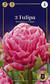 Tulppaani Strawberry Cream 3 kpl/pkt - Tulppaanit - 8711148252467 - 1