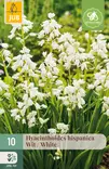 Espanjansinililja White 10 kpl/pkt - Liljat - 8712438519857 - 1
