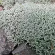 Hopeahärkki - Perennat - 7127 - 2