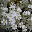 Hopeahärkki - Perennat - 7127 - 1